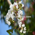 feuilles de banaba poudre d&#39;extrait